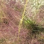 Muhlenbergia capillaris 花