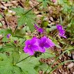 Geranium sylvaticumBlomst