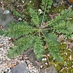 Senecio doria Leaf