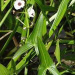 Sagittaria sagittifolia Folla