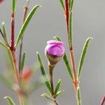 Chamelaucium uncinatum Leaf