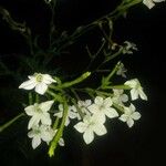 Nicotiana quadrivalvis Flor