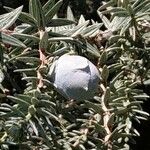 Juniperus drupacea Fruitua