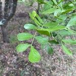 Sophora secundiflora Blatt