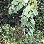 Bauhinia acuminata 叶