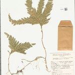 Selaginella parkeri Hoja