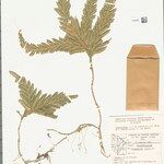 Selaginella parkeri Лист