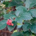 Rubus gratus ഇല