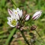 Nothoscordum gracile 花