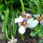 Neomarica gracilis 花