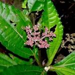 Pilea pteropodon Máis