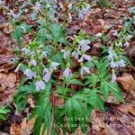 Cardamine concatenataBloem