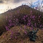 Moricandia foetida Flor