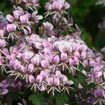 Pelargonium ribifolium 花