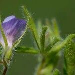 Vicia lentoides Levél