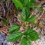 Rubus saxatilis List