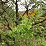 Salix aurita Листок