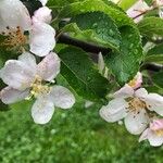 Malus domesticaFlower