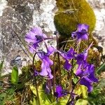 Pinguicula grandiflora Кветка