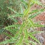 Ptilostemon casabonae Leaf