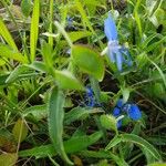 Commelina latifolia Liść