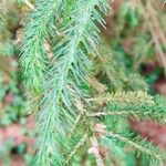 Picea brachytyla Hoja