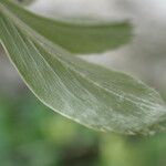 Alchemilla saxatilis Hoja