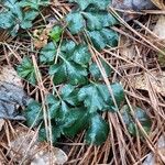 Coptis trifolia Hoja
