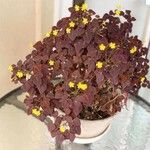 Oxalis hedysaroides Flor