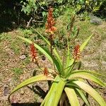 Aloe macra फूल