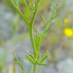 Erucaria hispanica Corteza