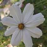 Cosmos bipinnatusFlower