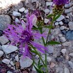 Centaurea nigrescens Fiore