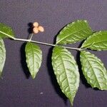 Bunchosia polystachia その他の提案