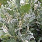 Salix glauca List