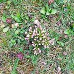 Centaurium littorale Flor