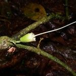 Anemopaegma chrysoleucum Rusca