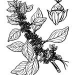 Amaranthus graecizans Muu