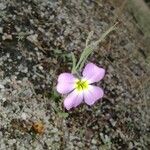 Malcolmia triloba Flower
