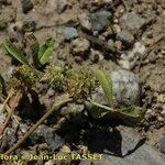 Trifolium retusum Flower