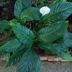 Spathiphyllum wallisii Habit