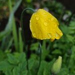 Papaver cambricum Kukka