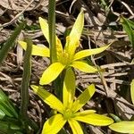 Gagea fragifera 葉