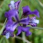 Iris pseudopumila Кветка