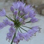 Allium senescens