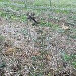 Sideritis montana Likasa