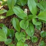 Maianthemum canadense Folha