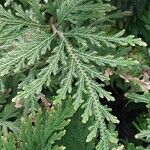 Selaginella moellendorffii