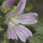 Malva nicaeensis Цветок