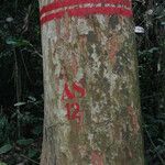Pericopsis elata Corteccia